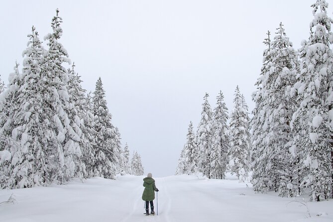 Small-Group Snowshoeing Adventure In Lapland - Is This Tour for You?