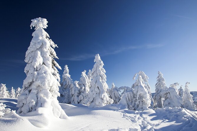 Snowmobile Safari 2h - Key Highlights You’ll Care About