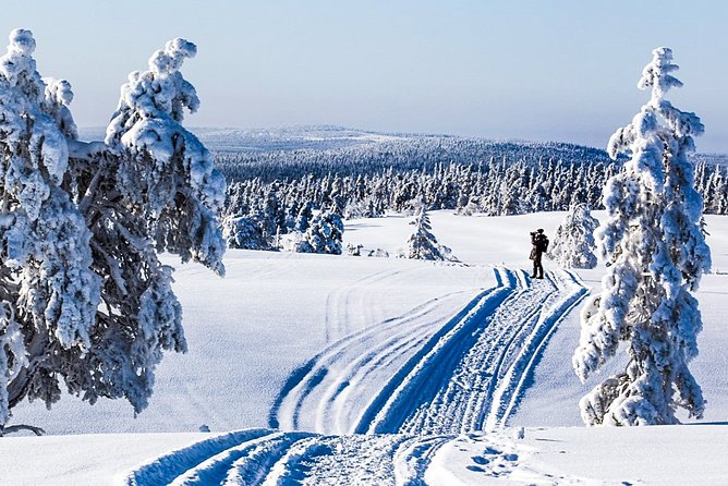 Snowmobile Safari in the Forest - Key Highlights That Matter