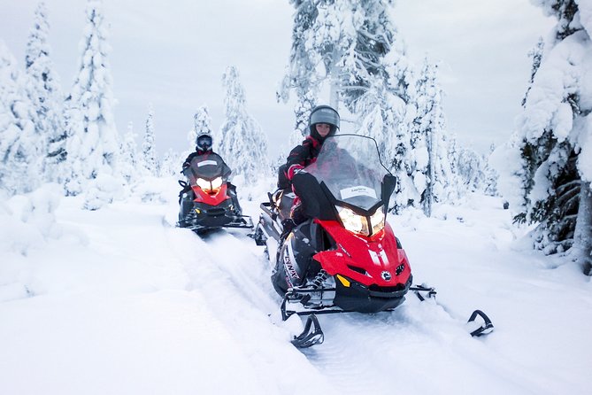Snowmobile Safari in the Forest - Wildlife Clues: Footprints You Can Look For All Day