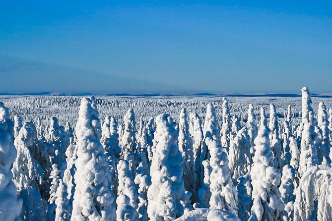 Snowmobile Safari in the Nature - Solo Driving vs Riding Back: Licenses and Extra Costs