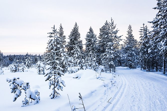 Snowmobile Safari in the Nature - What You’re Really Paying For: Price and Value at $183.72
