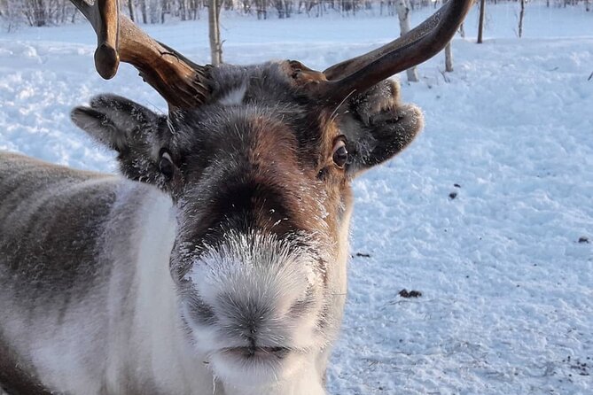 Snowmobile Safari to Lake Inari, meet & feed Reindeers, Lunch - Shared snowmobile rules and who should pick this tour
