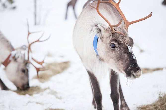 Snowmobile Safari to Lake Inari, meet & feed Reindeers, Lunch - Pickup, meeting point, and how to show up ready