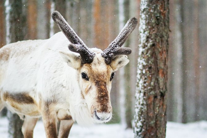 Snowshoe Trip in the Forest - Photo Chances, Animal Signs, and Winter Quiet