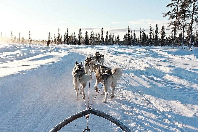 Snowy Trails 10km Husky Safari from Rovaniemi - Pickup included: what you gain by not playing taxi roulette