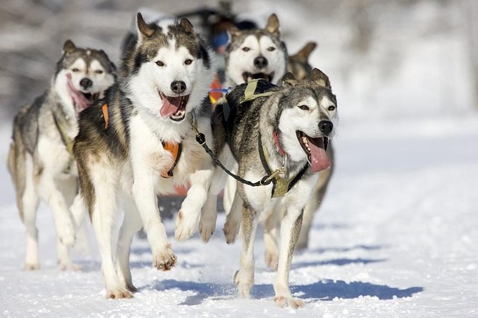 Snowy Trails 10km Husky Safari from Rovaniemi - Meeting point and timing: why the start time matters