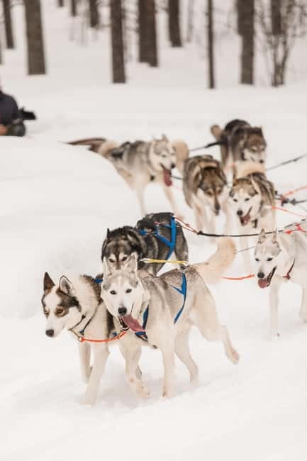 Snowy Trails Husky Safari (5 Km) - Key things to know before you go