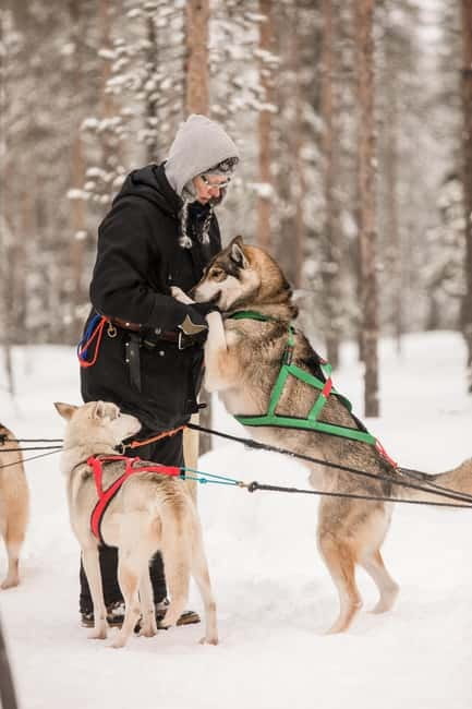Snowy Trails Husky Safari (5 Km) - From Rovaniemi pickup to the husky farm: where the time goes