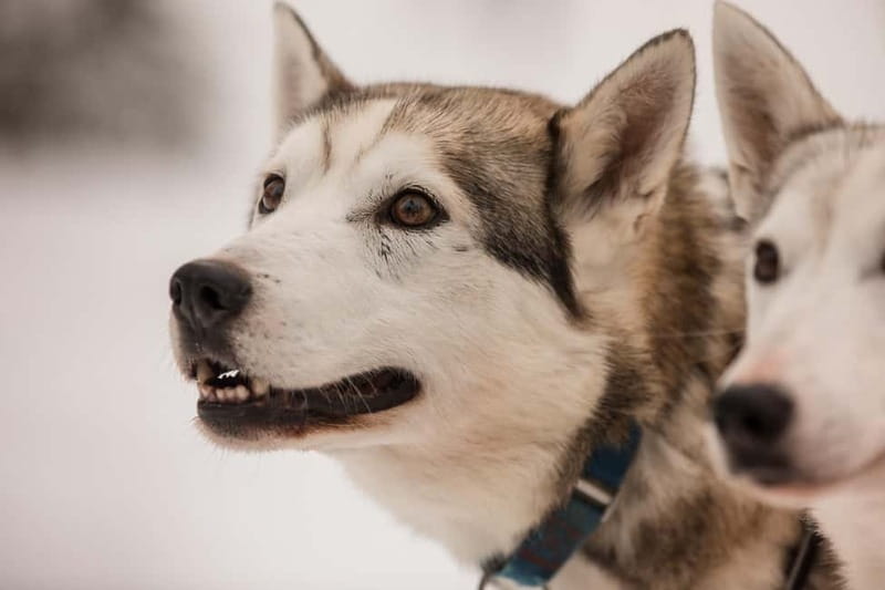 Snowy Trails Husky Safari (5 Km) - The husky farm visit: more than a background story