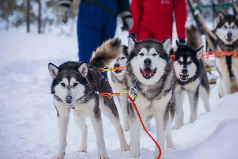 Snowy Trails Husky Safari (5 Km) - After the ride: hot juice and gingerbread, plus the cold reality check