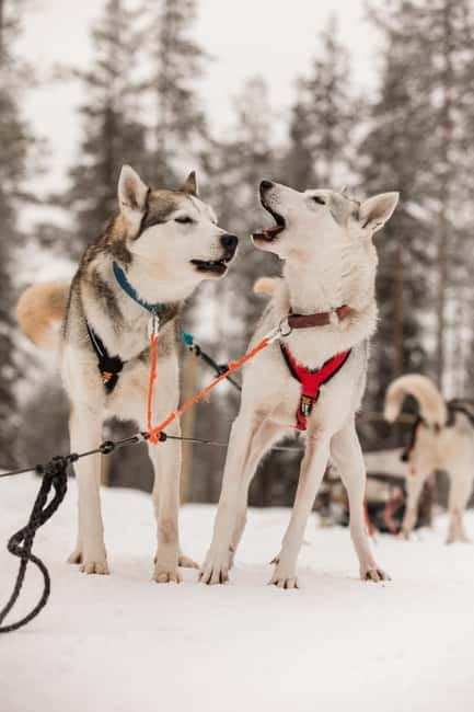 Snowy Trails Husky Safari (5 Km) - Winter clothes are included—still dress like you’re cold on purpose