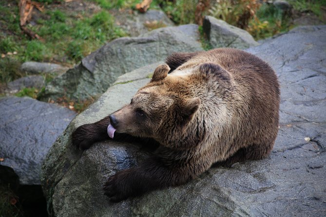 Tour to Ranua Zoo Wildlife Park Small Group Experience - Key points before you go