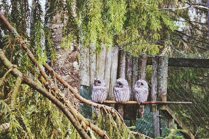Tour to Ranua Zoo Wildlife Park Small Group Experience - Why Ranua Zoo from Rovaniemi feels easier than DIY