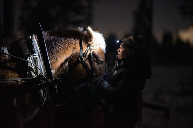 Traditional Finnhorse Sleigh Ride at SCV (3km) - Key Highlights Before You Go
