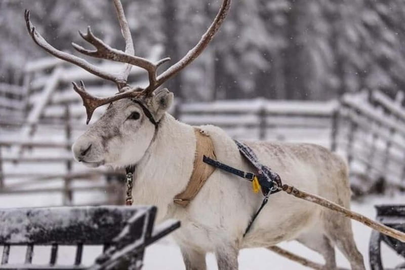 Traditional Reindeer Farm Visit with a Short Sleigh Ride - Quick takeaways