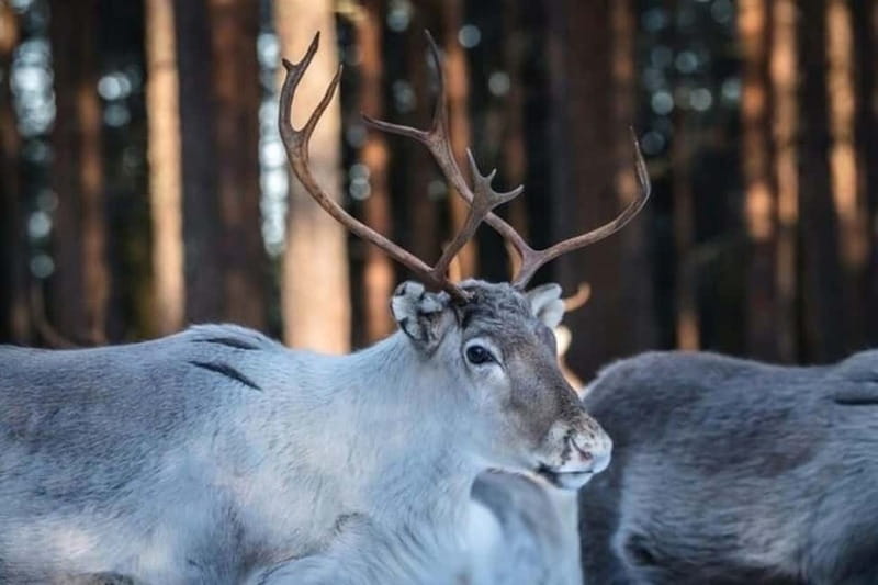 Traditional Reindeer Farm Visit with a Short Sleigh Ride - A 3-hour reindeer farm plan that actually feels “real”