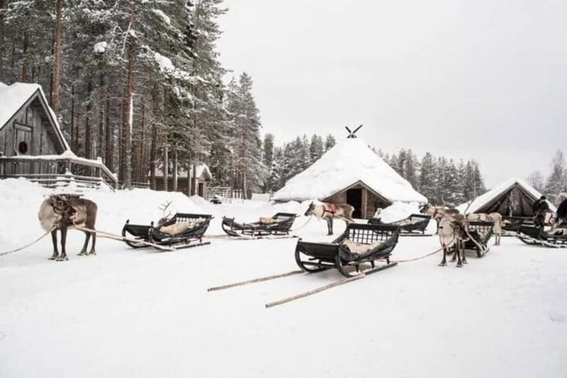 Traditional Reindeer Farm Visit with a Short Sleigh Ride - Guides and language: English-ready, with other options on request