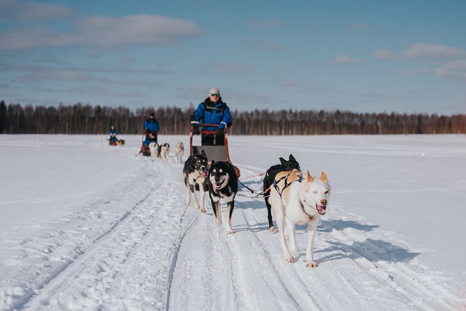 Trail of Tails Step into the Mushing Life in 5KM Husky Safari - Key things that make this 5 km husky safari work