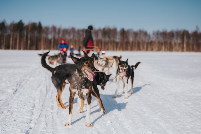 Trail of Tails Step into the Mushing Life in 5KM Husky Safari - Baba Husky in Rovaniemi: what the meeting point means