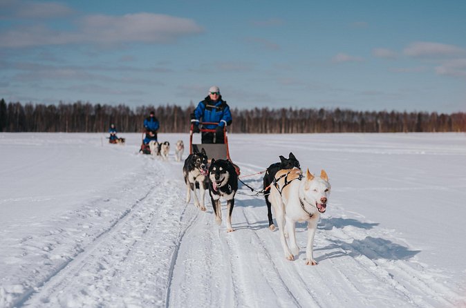 Trail of Tails Step into the Mushing Life in 5KM Husky Safari - The sled setup: shared riding and how pairing may work
