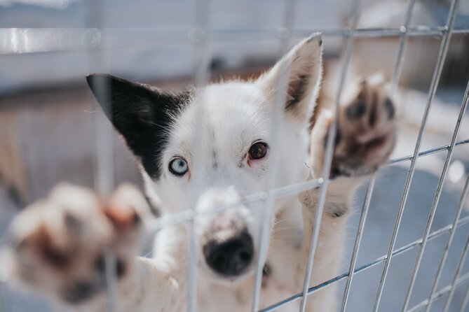 Trail of Tails Step into the Mushing Life in 5KM Husky Safari - What the dogs and mushers feel like up close
