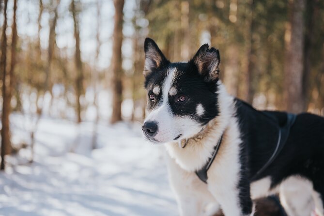 Trail of Tails Step into the Mushing Life in 5KM Husky Safari - Who should book this husky safari (and who might want to think twice)