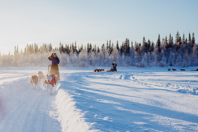 Trail of Tails Step into the Mushing Life in 5KM Husky Safari - Taking the reins on the 5 km Trail of Tails route