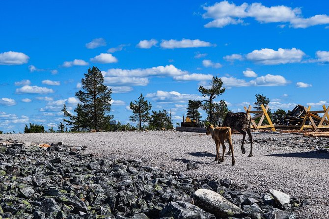 Trip to Pyhä-Luosto National Park and Amethyst Mine - Who this works best for (and who should skip it)