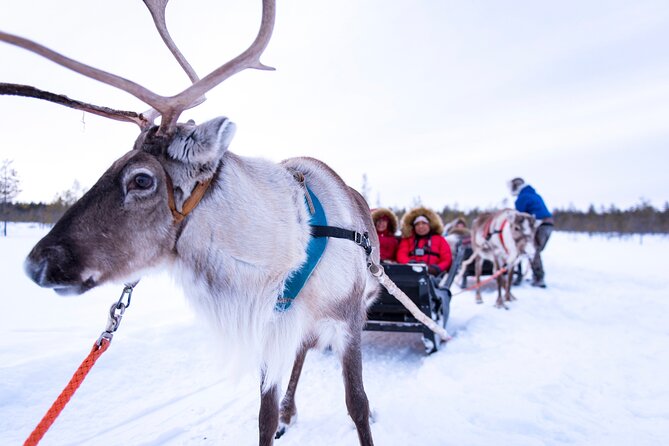 Two Full Days in Lapland - Day 2: Reindeer farm first, then pick your winter challenge