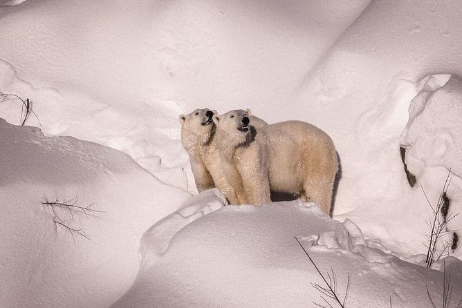 Visit To Ranua Zoo - Ranua Zoo from Rovaniemi: what makes it special