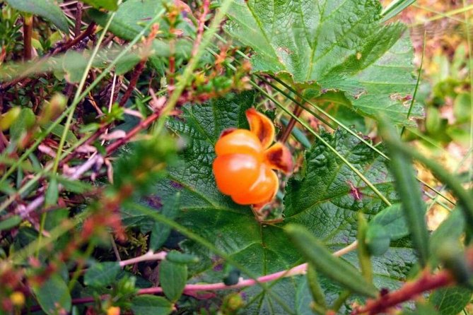 Wild Berries and Mushroom picking tour - Open-Fire Snacks, Coffee, and What You Can Do with Finds