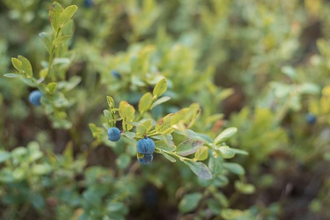 Wild Berries and Mushroom picking tour - Price and Value: Is $104 Fair for a Small-Group Naturalist Tour?