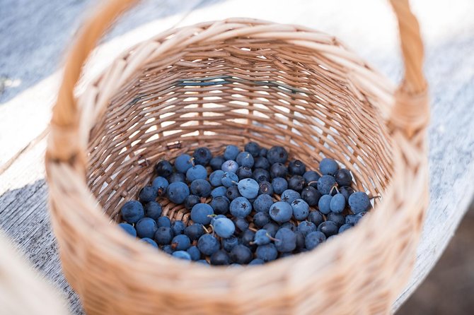 Wild Berries and Mushroom picking tour - Who This Tour Fits Best (Families, Foodies, and First-Timers)