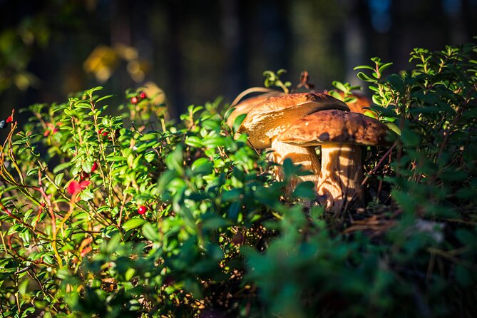 Wild Berries and Mushroom picking tour - Safe Picking Lessons: Every-Man’s Right Plus a No-Guessing Mindset