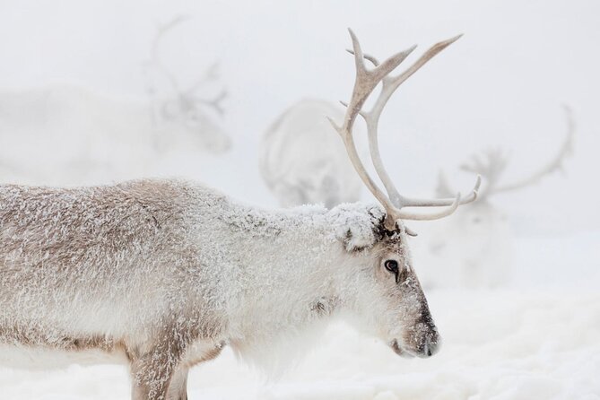 Wild Reindeers Safari + Lunch in Glass Igloo (private service) - Heated Sleigh vs Snowmobile: Picking the Right Comfort Level