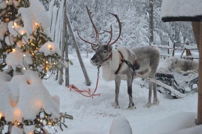 Wild Reindeers Safari + Lunch in Glass Igloo (private service) - What You Learn About Reindeer Herders (Beyond the Photo)
