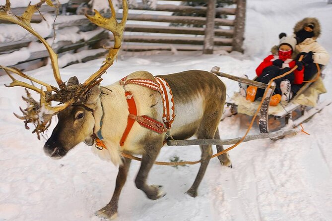 Wild Reindeers Safari + Lunch in Glass Igloo (private service) - Practical Tips for Timing, Weather, and Dressing