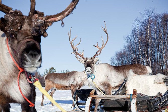 Wild Reindeers Safari + Lunch in Glass Igloo (private service) - Glass Igloo Lunch: Three Courses, Warm Firelight, Real Cozy Vibes