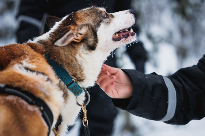 Winter highlights: Snowmobile, Arctic Animals And Santa<code>s Village – Arctic Circle Highlights and Santa Claus Village: Why This Combo Works’ /><br />
You’re not just doing one activity here. You’re getting a whole rhythm of winter: animals first, then motion (snowmobile), then time to slow down in a place built for wonder.</p>
<p><p>The value is in the mix. A lot of Arctic tours are either adrenaline (snowmobile) or atmosphere (Santa Village). This one puts them together so you can go from engine noise and winter forests to hot drinks, photos, and holiday shopping without repeating the same kind of day.</p>
</p>
<p><p>And yes, the animals are part of the payoff, not just a photo stop. Reindeer and huskies each get their own sleigh ride, with short distances that still feel like a real outing in the snow.</p>
</p>
<p><p>If you’re traveling with kids, this plan can be a lifesaver because it includes a mini-snowmobile experience for younger guests and keeps everyone in one coordinated schedule.</p>
</p>
<div class="twil" style="margin: 20px 0; padding: 15px 0;"><p>More throttle time across the Rovaniemi backcountry</p><ul style="margin: 10px 0; padding-left: 0; list-style: none;"><li style="margin: 6px 0; line-height: 1.4;"><a href="https://insiderovaniemi.com/rovaniemi-drive-new-2025-snowmobiles-on-arctic-safari-bbq/">Rovaniemi: Drive New 2025 Snowmobiles on Arctic Safari & BBQ</a><span style="margin-left: 8px; font-size: 0.82em; color: #555; white-space: nowrap;"><span style="color: #2FA37C;">★</span> 4.7 &middot; 1,821 reviews</span></li><li style="margin: 6px 0; line-height: 1.4;"><a href="https://insiderovaniemi.com/rovaniemi-2-hour-snowmobiling-experience/">Rovaniemi: 2-Hour Snowmobiling Experience</a><span style="margin-left: 8px; font-size: 0.82em; color: #555; white-space: nowrap;"><span style="color: #2FA37C;">★</span> 4.6 &middot; 1,211 reviews</span></li><li style="margin: 6px 0; line-height: 1.4;"><a href="https://insiderovaniemi.com/rovaniemi-husky-reindeer-experience-with-snowmobile-ride/">Rovaniemi: Husky & Reindeer Experience with Snowmobile Ride</a><span style="margin-left: 8px; font-size: 0.82em; color: #555; white-space: nowrap;"><span style="color: #2FA37C;">★</span> 4.6 &middot; 1,193 reviews</span></li><li style="margin: 6px 0; line-height: 1.4;"><a href="https://insiderovaniemi.com/rovaniemi-aurora-borealis-snowmobile-safari-with-campfire/">Rovaniemi: Aurora Borealis Snowmobile Safari with Campfire</a><span style="margin-left: 8px; font-size: 0.82em; color: #555; white-space: nowrap;"><span style="color: #2FA37C;">★</span> 4.3 &middot; 1,108 reviews</span></li></ul></div><h2 id="key-points-youll-care-about-before-you-go">Key Points You’ll Care About Before You Go</h2>
<p><img width="667" height="446" decoding="async" src=